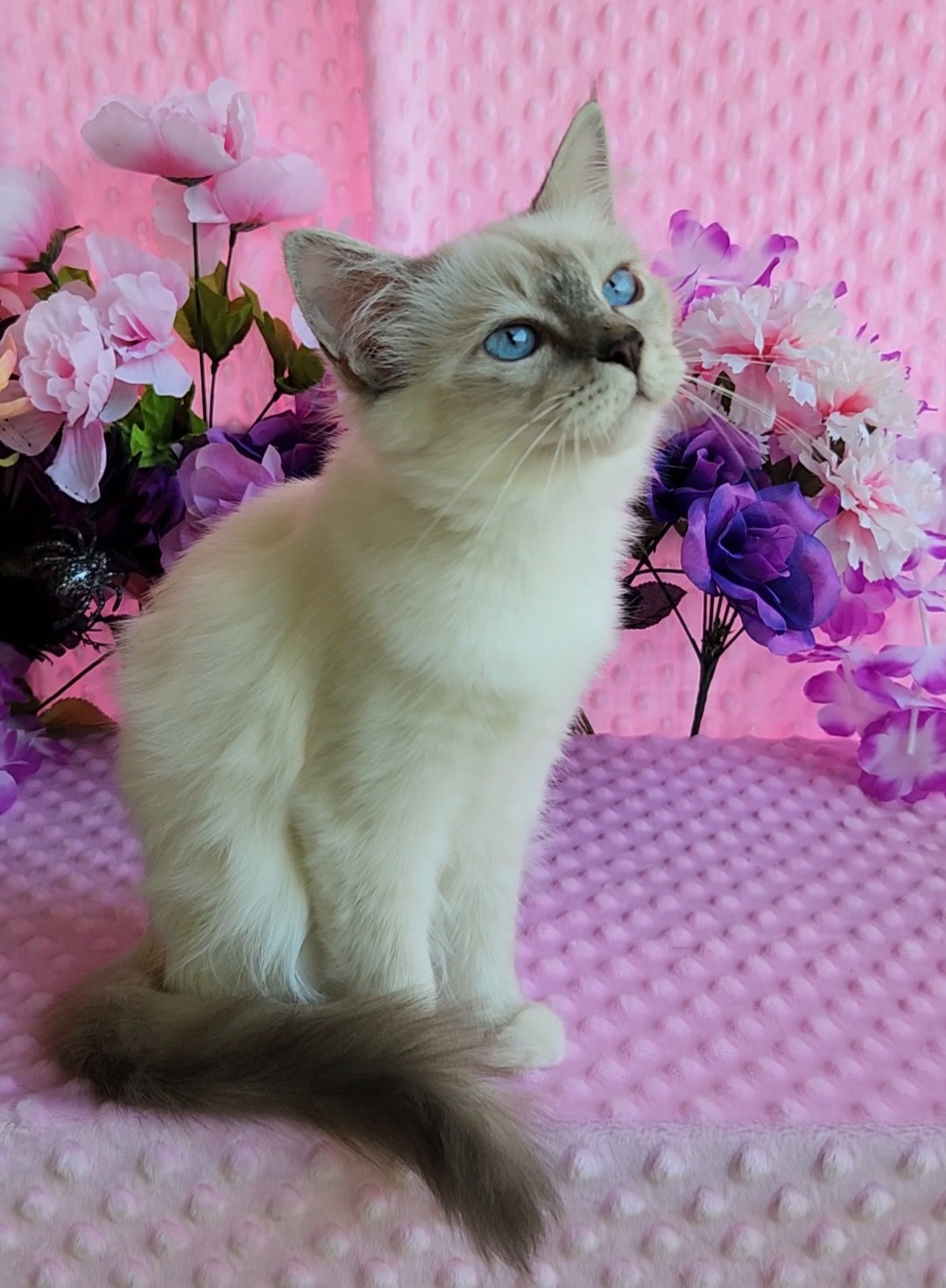 Birman Babies