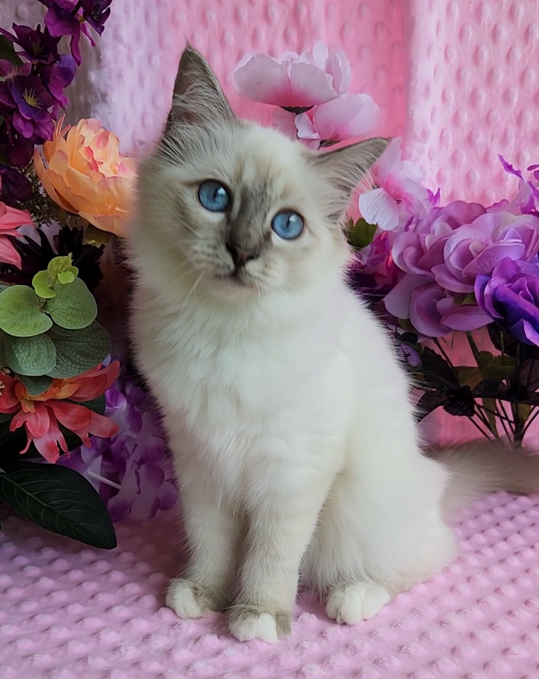 Birman Babies