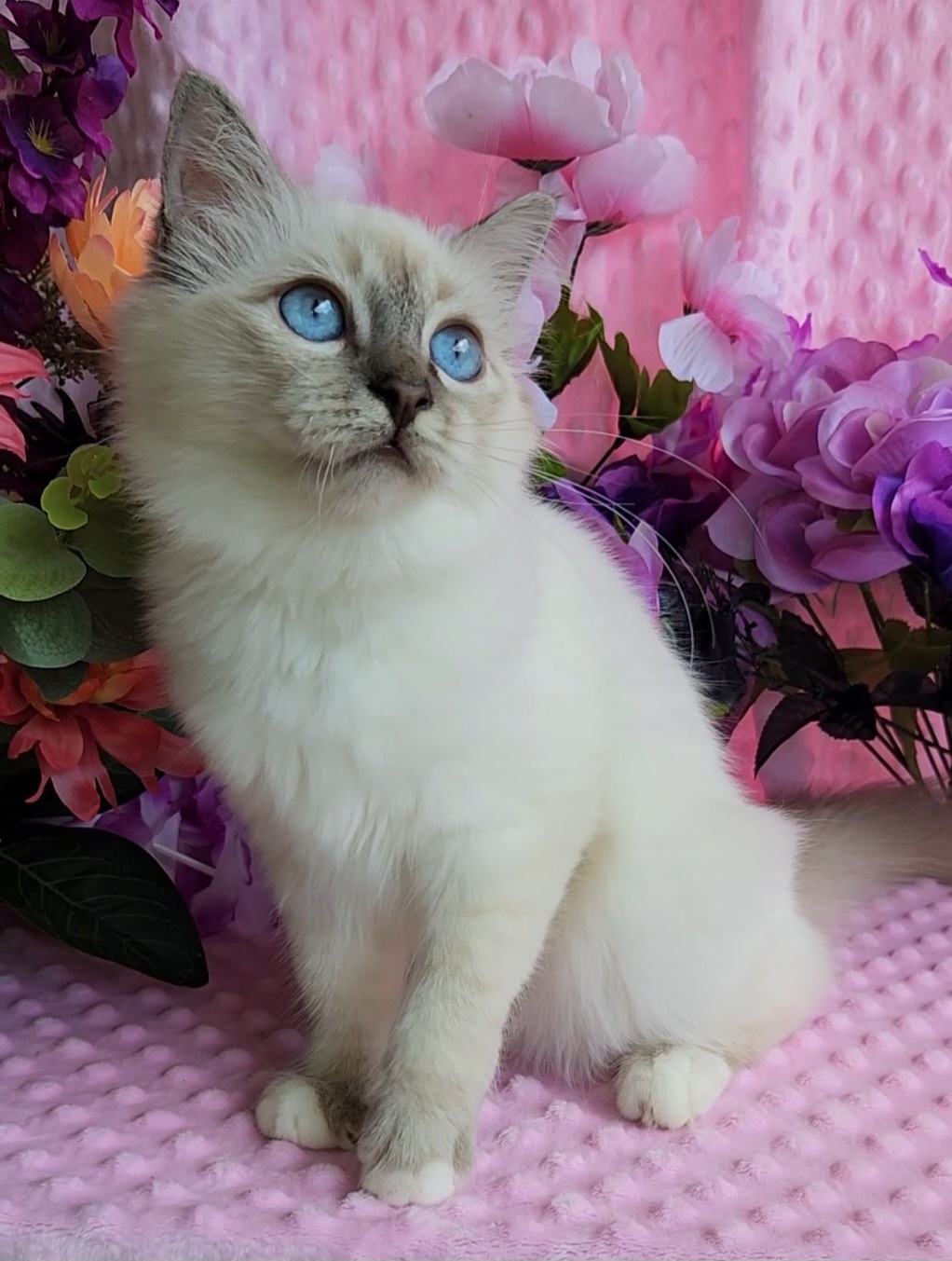 Birman Babies