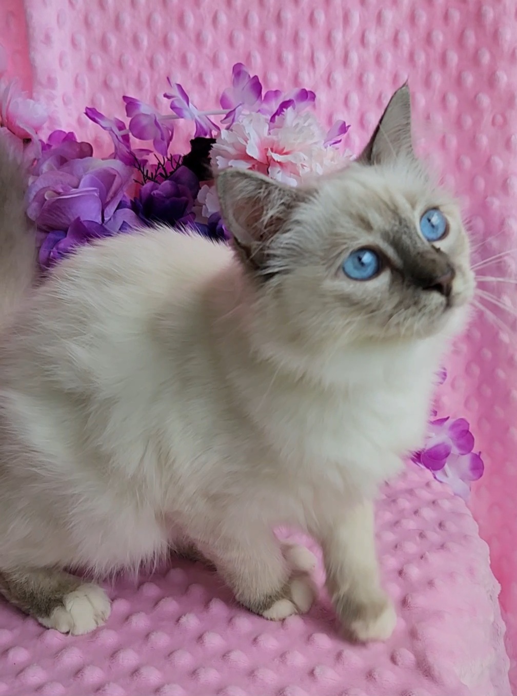 Birman Babies