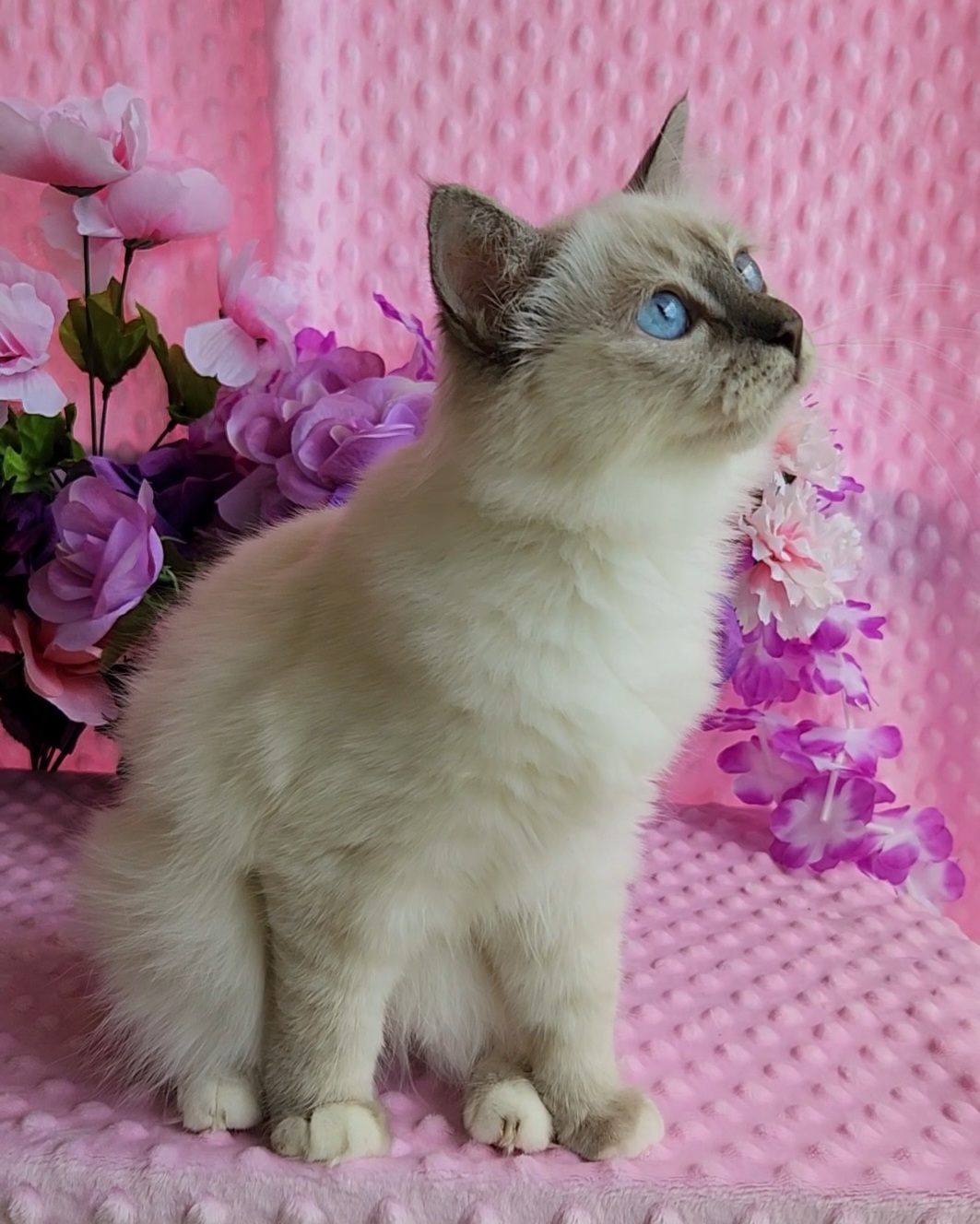 Birman Babies