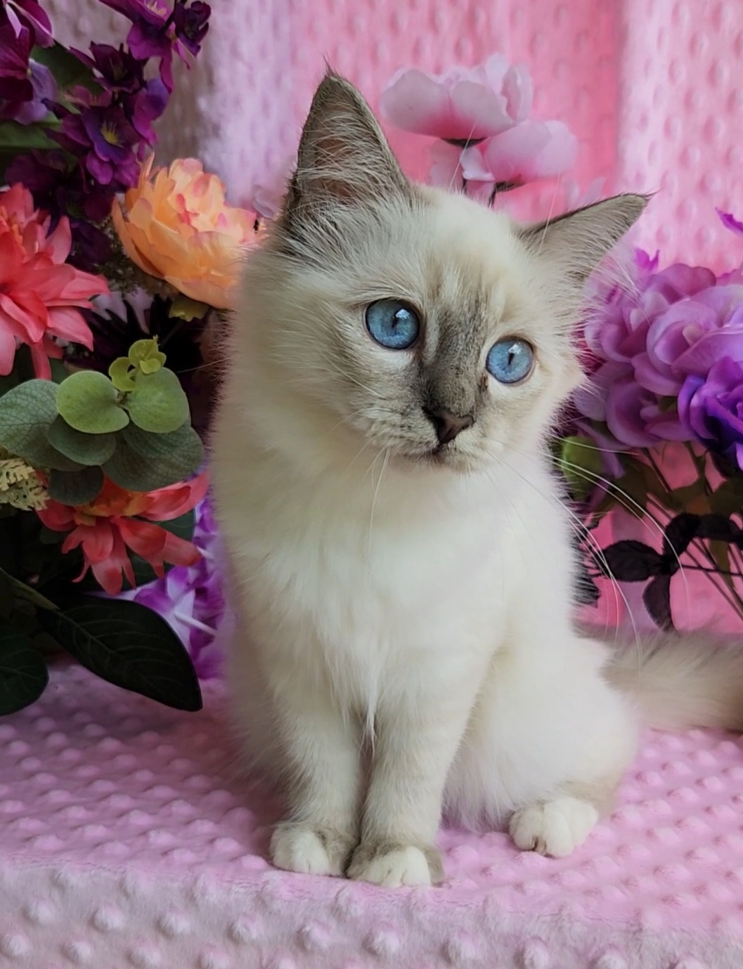 Birman Babies