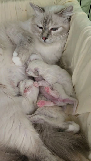 birman babies