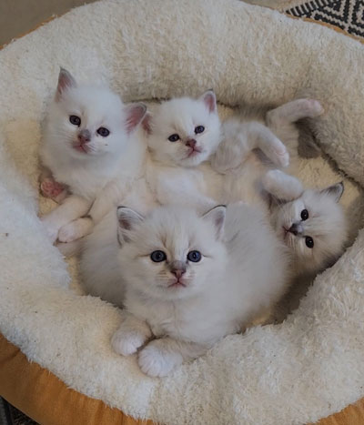birman babies