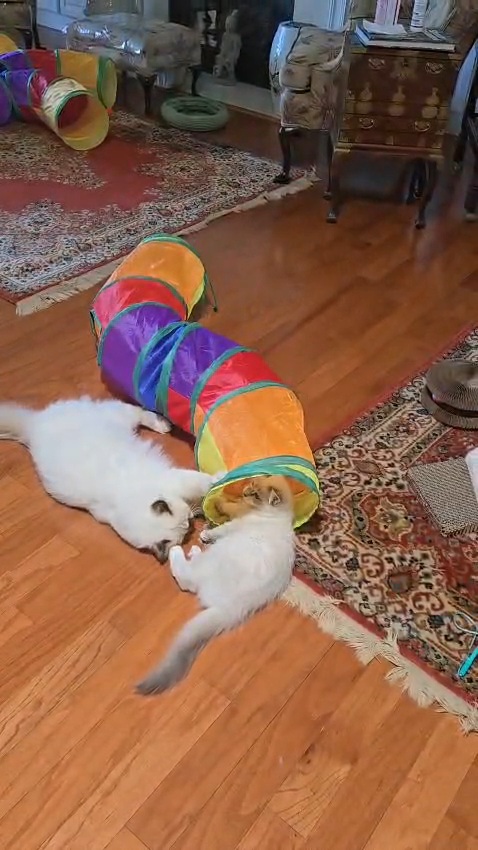 Bolero