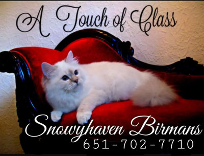 Snowyhaven Birmans