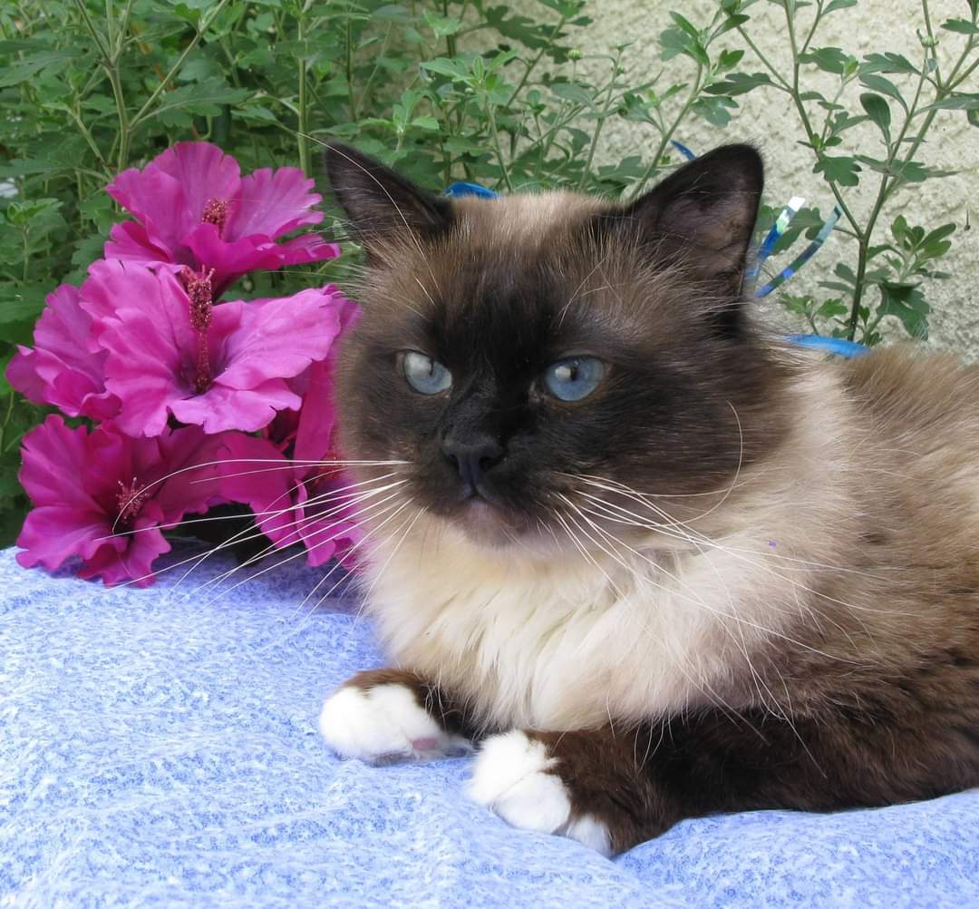 retired-birman-cats