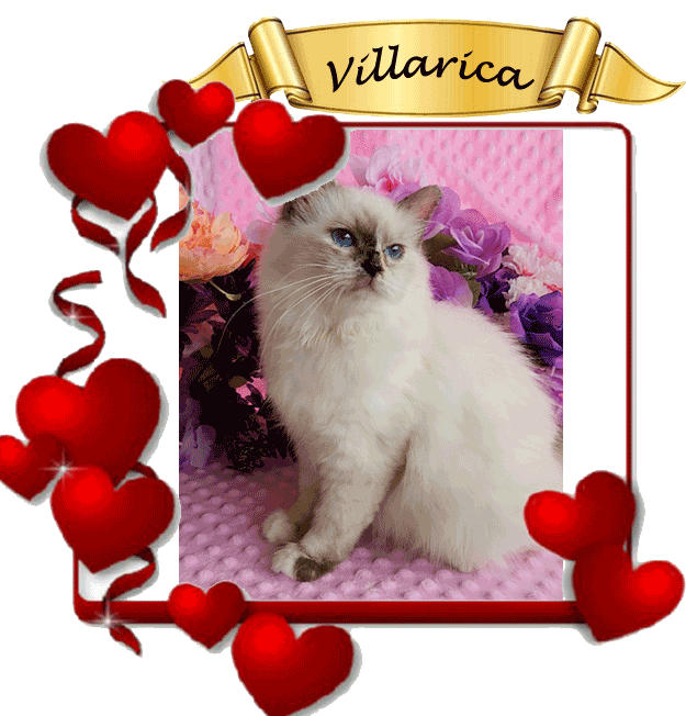Villarica