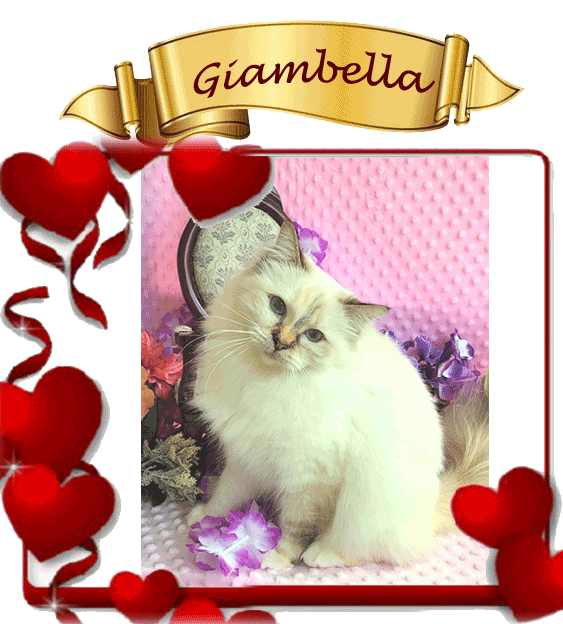 Ciambella
