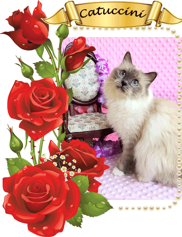 Cattucini